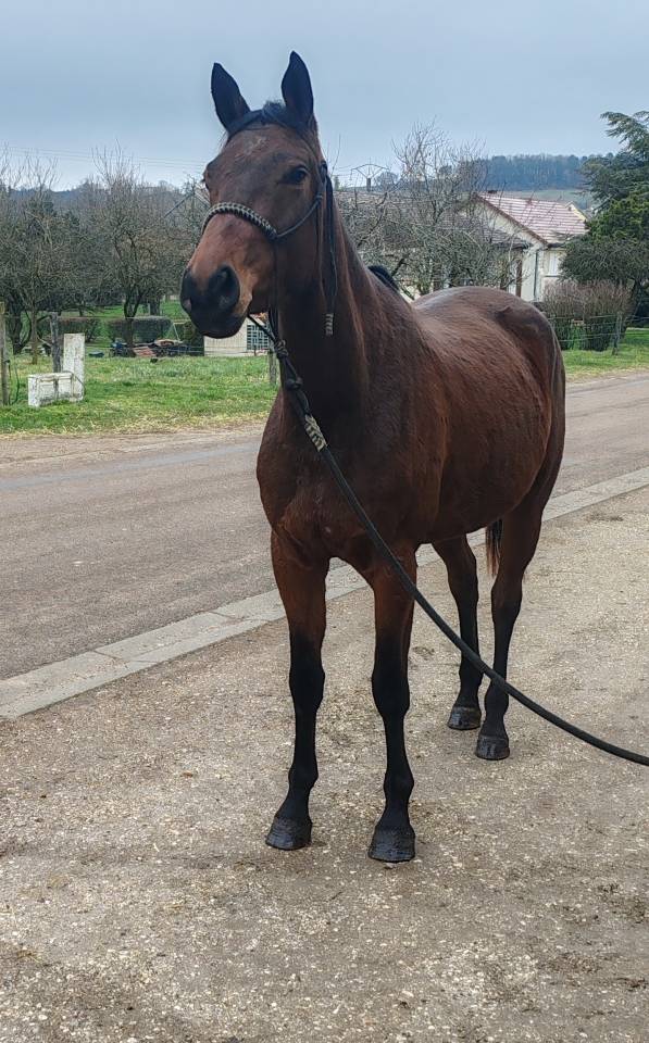Yegua Silla Franc&eacute;s En venta 2022 Bayo por Chacgrano &ndash; DEU