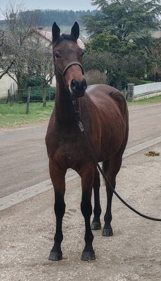 Yegua Silla Franc&eacute;s En venta 2022 Bayo por Chacgrano &ndash; DEU