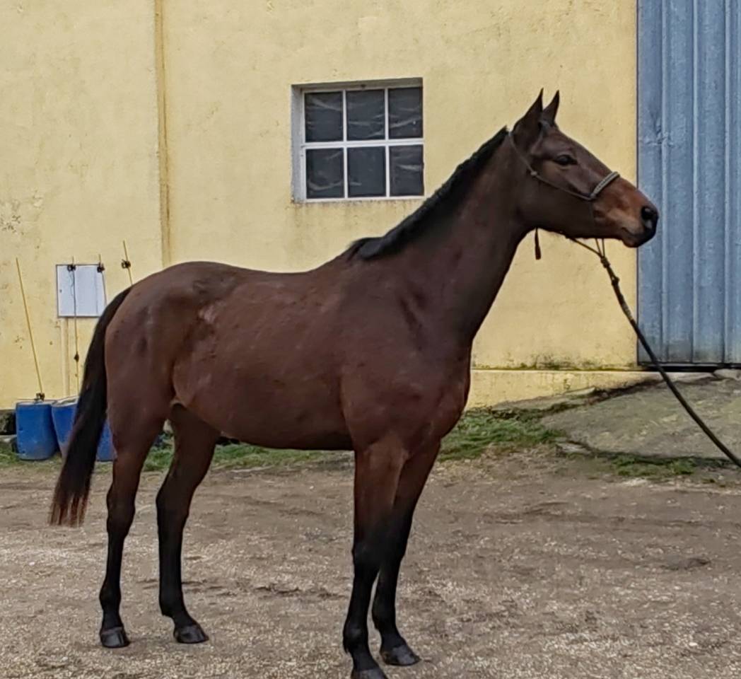 Yegua Silla Franc&eacute;s En venta 2022 Bayo por Chacgrano &ndash; DEU