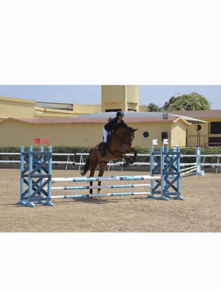 Caballo castrado Silla Franc&eacute;s En venta 2016 Bayo por DIAMANT DE SEMILLY SFA