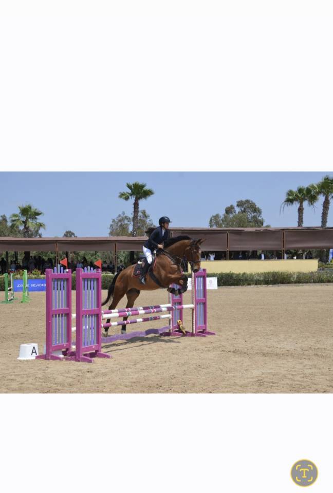 Caballo castrado Silla Franc&eacute;s En venta 2016 Bayo por DIAMANT DE SEMILLY SFA