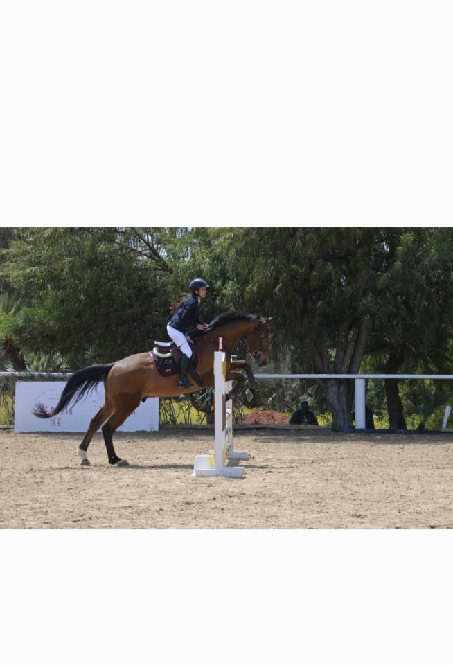 Caballo castrado Silla Franc&eacute;s En venta 2016 Bayo por DIAMANT DE SEMILLY SFA