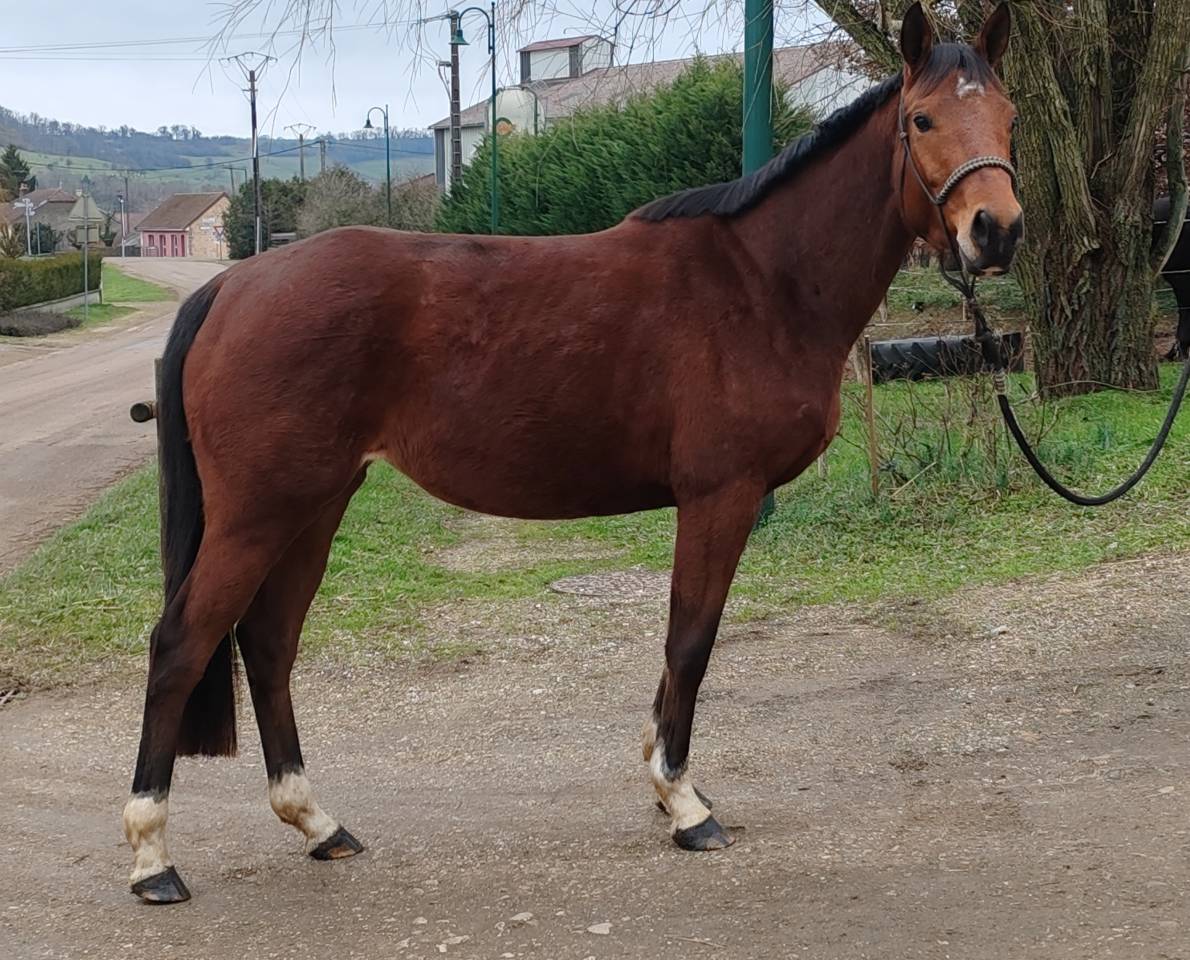 Yegua Silla Franc&eacute;s En venta 2022 Bayo por Gwenndu de Kergane