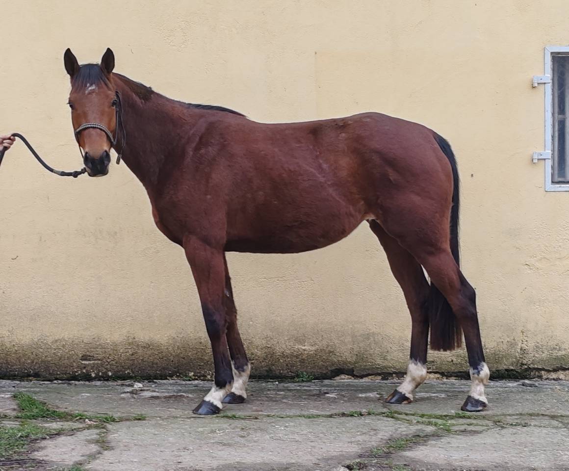 Yegua Silla Franc&eacute;s En venta 2022 Bayo por Gwenndu de Kergane