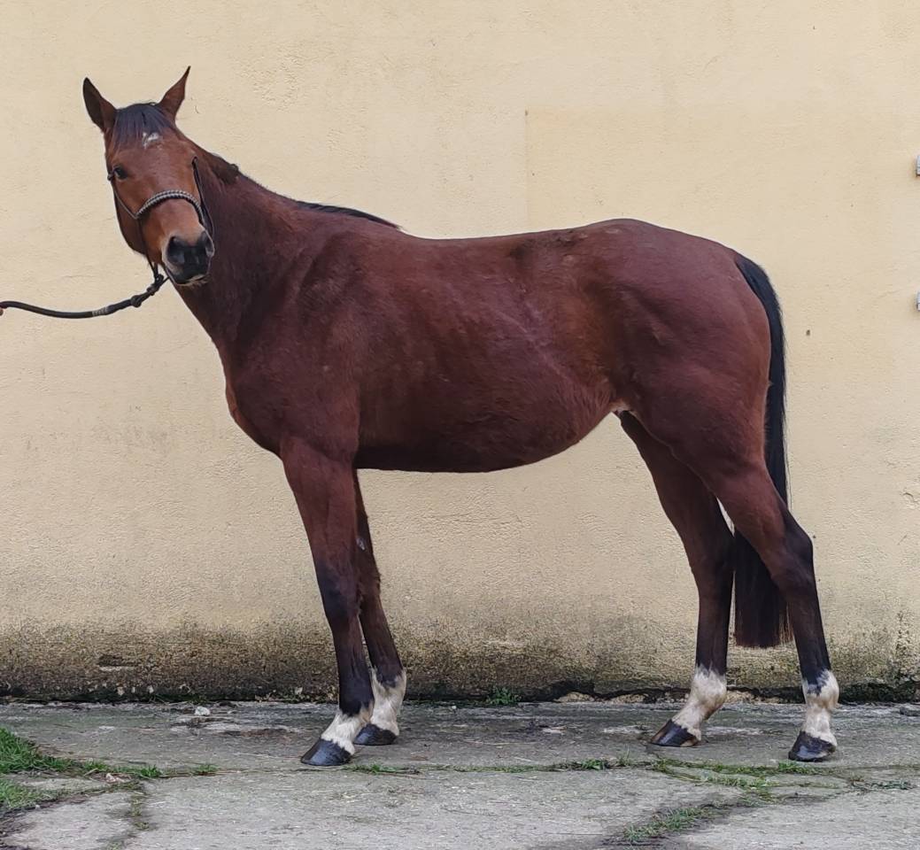 Yegua Silla Franc&eacute;s En venta 2022 Bayo por Gwenndu de Kergane