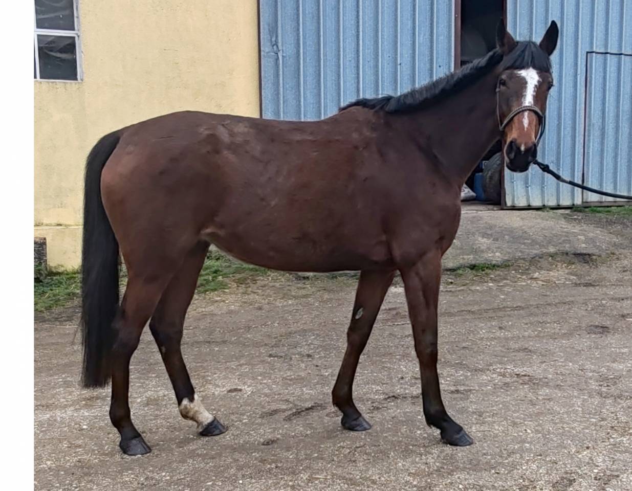 Yegua Silla Franc&eacute;s En venta 2022 Bayo por Roman Saddle- PS