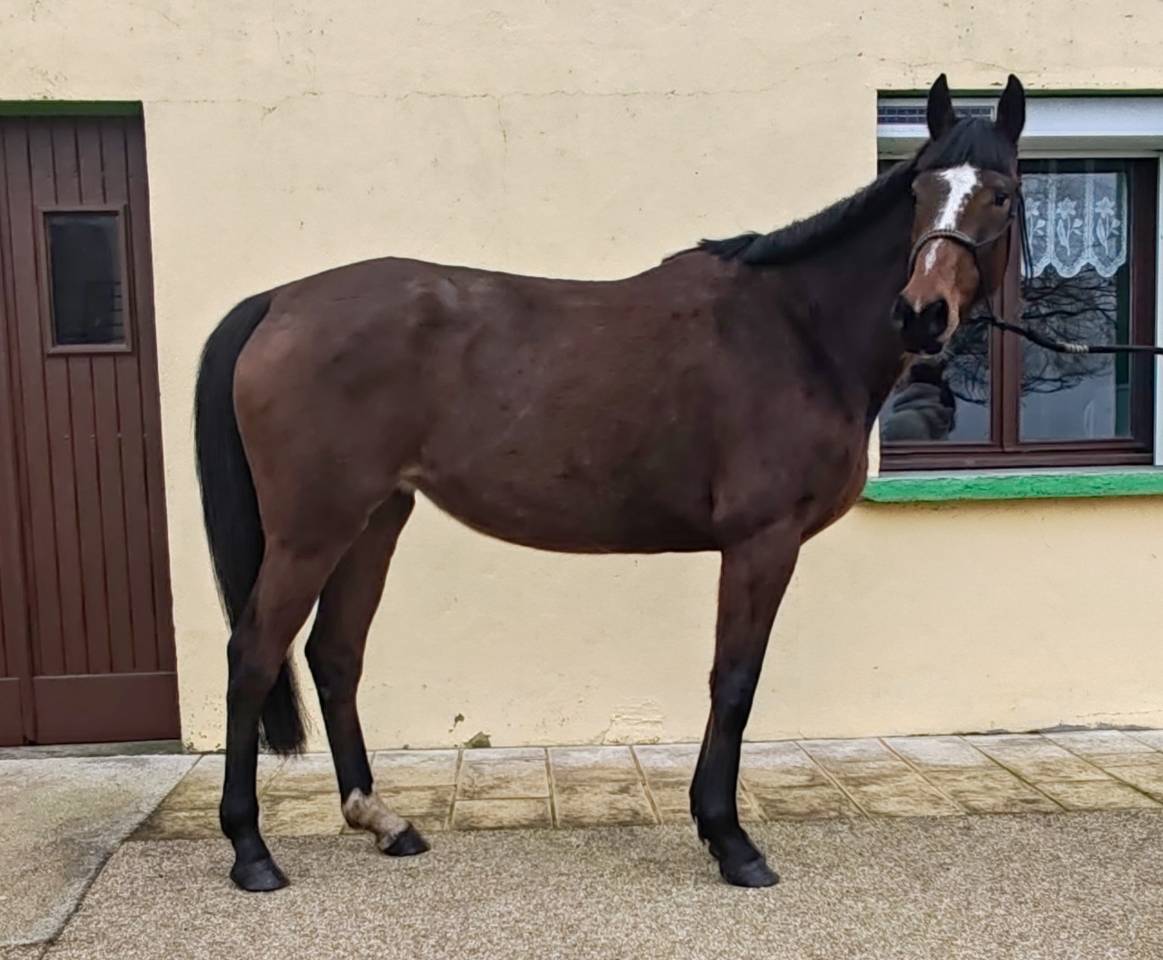 Yegua Silla Franc&eacute;s En venta 2022 Bayo por Roman Saddle- PS