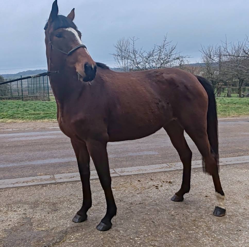 Yegua Silla Franc&eacute;s En venta 2022 Bayo por Roman Saddle- PS