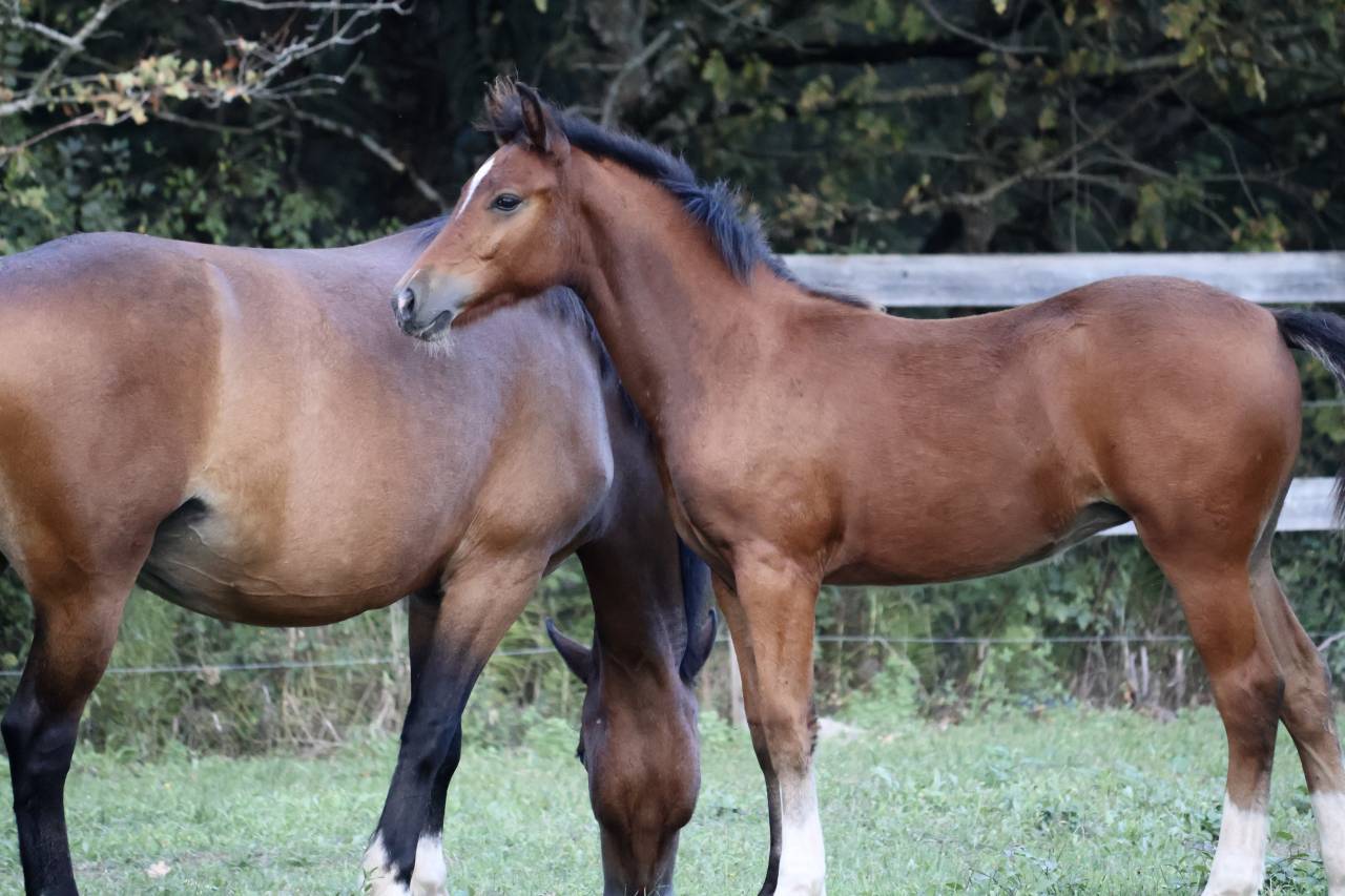 Yegua PFS Poni Fran&ccedil;&eacute;s de Silla En venta 2025 Bayo por RM MOST BEAUTIFUL BOY (DEU)