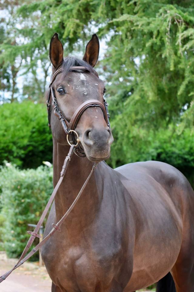 Caballo entero Holsteiner En venta 2020 Bayo por Q-OXFORED QUALITY