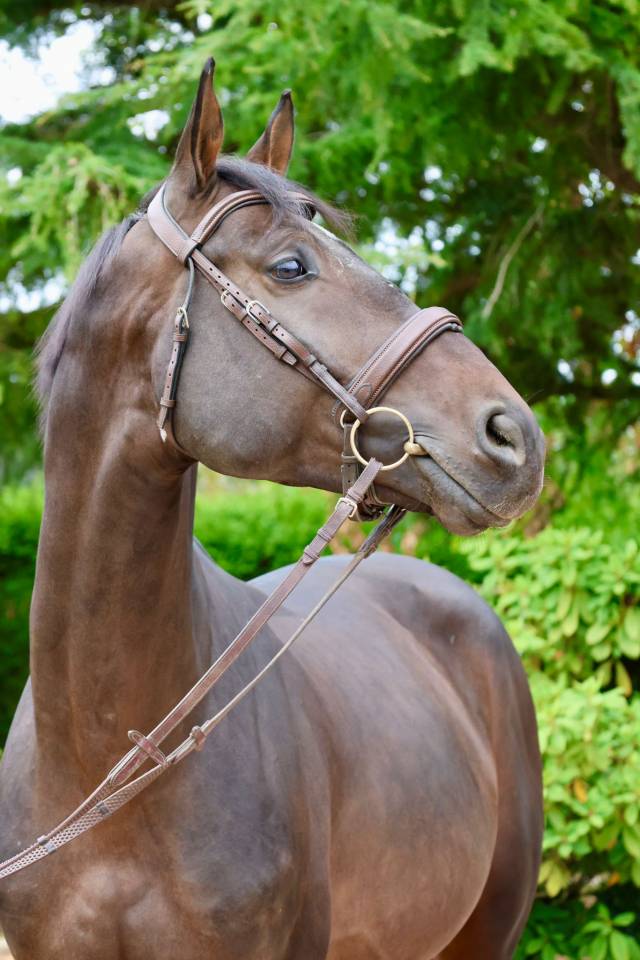 Caballo entero Holsteiner En venta 2020 Bayo por Q-OXFORED QUALITY