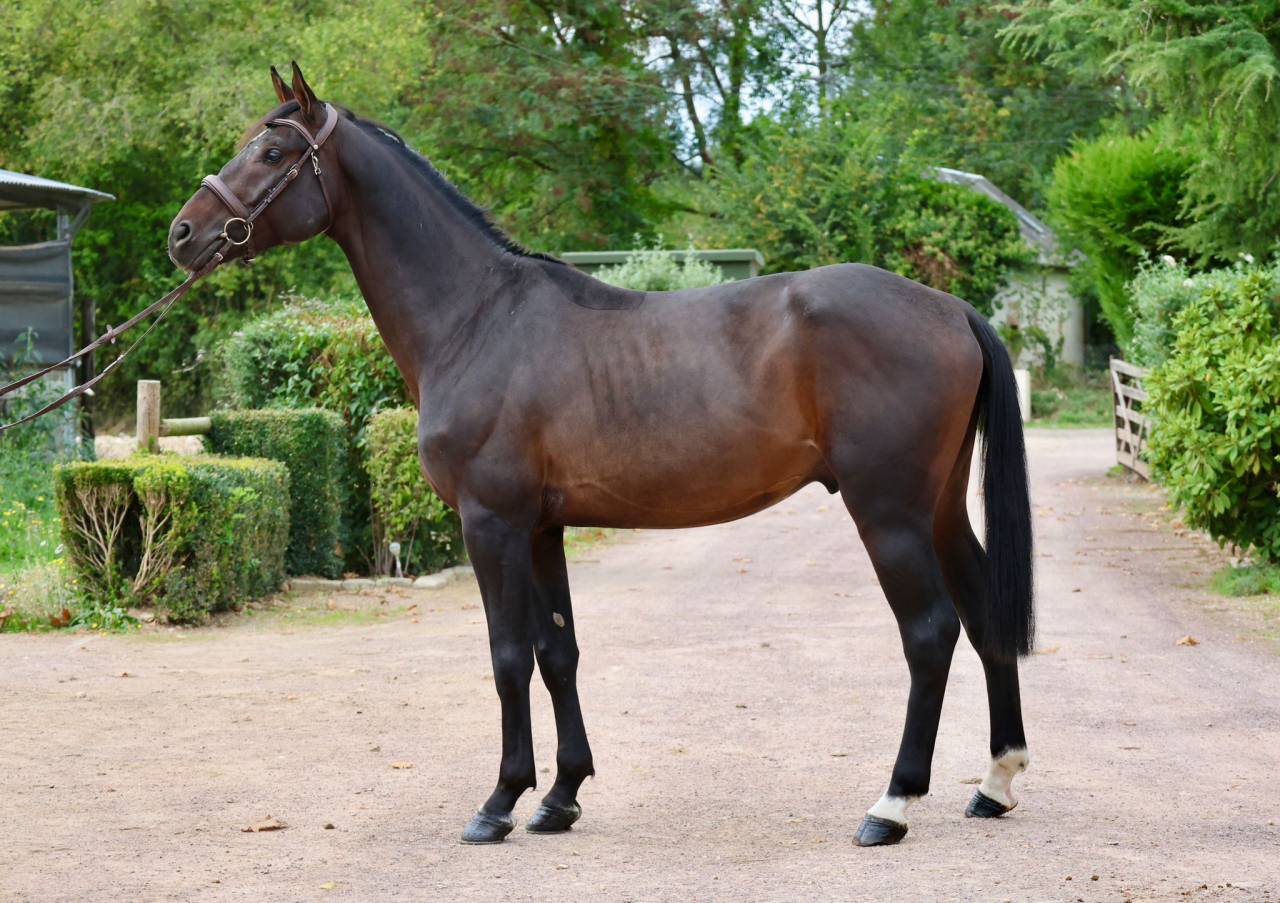 Caballo entero Holsteiner En venta 2020 Bayo por Q-OXFORED QUALITY