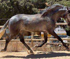 Caballo entero PRE Pura Raza Espa&ntilde;ola En venta 2019 Tordo