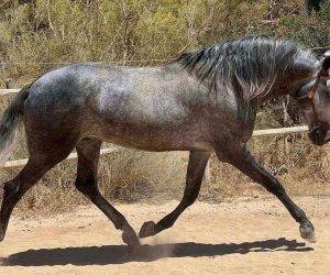 Caballo entero PRE Pura Raza Espa&ntilde;ola En venta 2019 Tordo