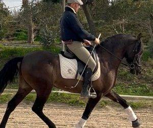 Caballo castrado PRE Pura Raza Espa&ntilde;ola En venta 2020 Negro