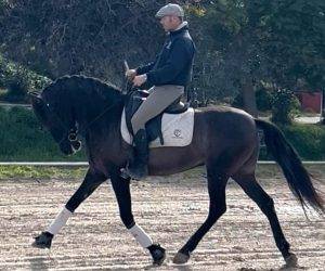 Caballo castrado PRE Pura Raza Espa&ntilde;ola En venta 2020 Negro
