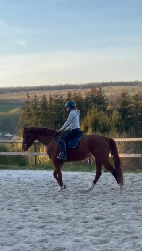 Yegua Oldenburgu&eacute;s En venta 2020 Alaz&aacute;n por Furst jazz