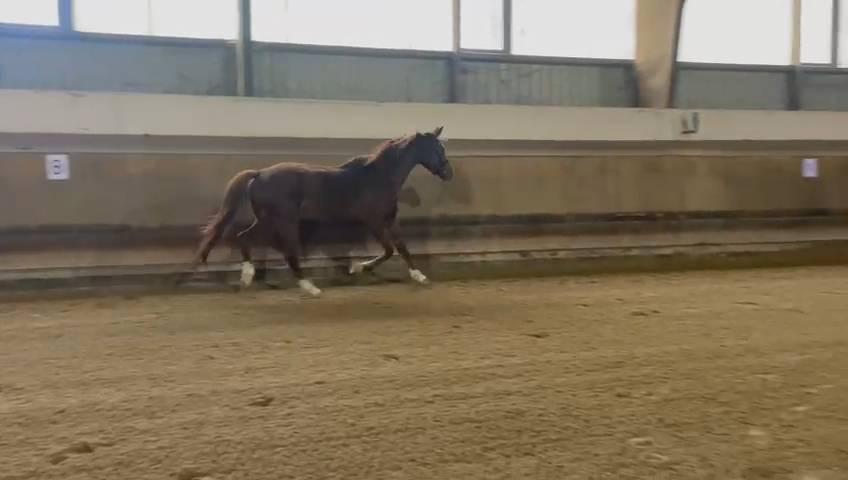 Yegua Oldenburgu&eacute;s En venta 2020 Alaz&aacute;n por Furst jazz