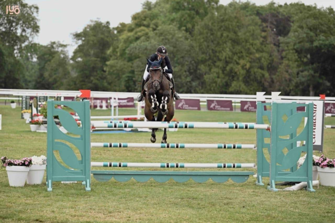 Yegua Silla Franc&eacute;s En venta 2017 Bayo