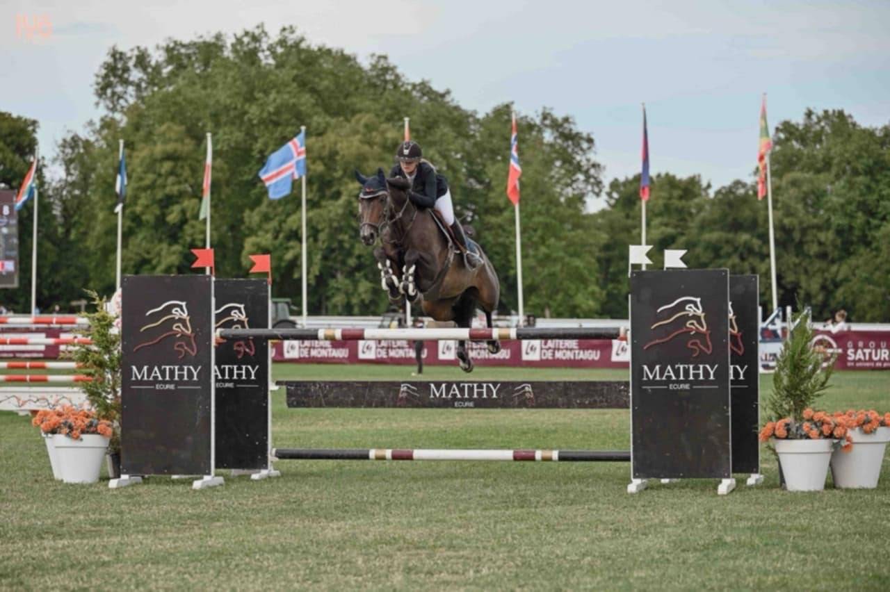 Yegua Silla Franc&eacute;s En venta 2017 Bayo