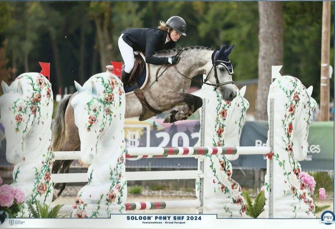 Yegua Connemara En venta 2019 Tordo