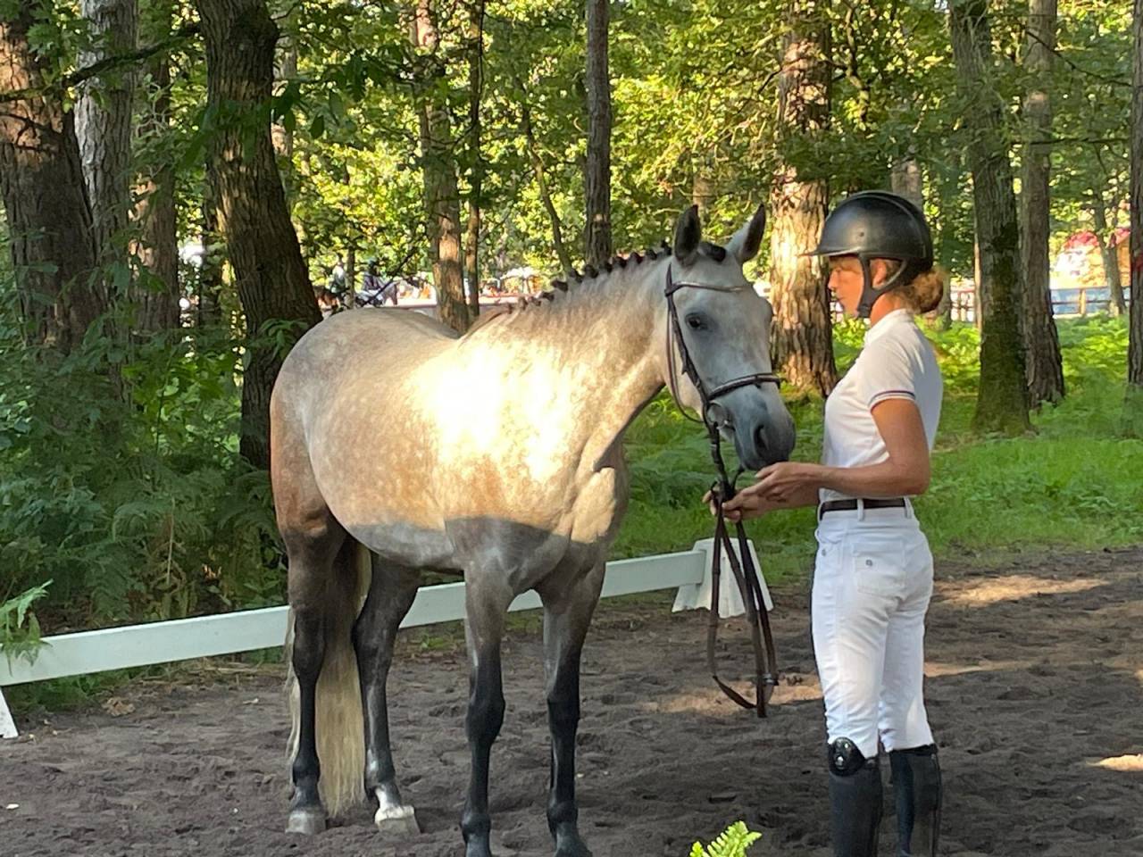 Yegua Connemara En venta 2019 Tordo