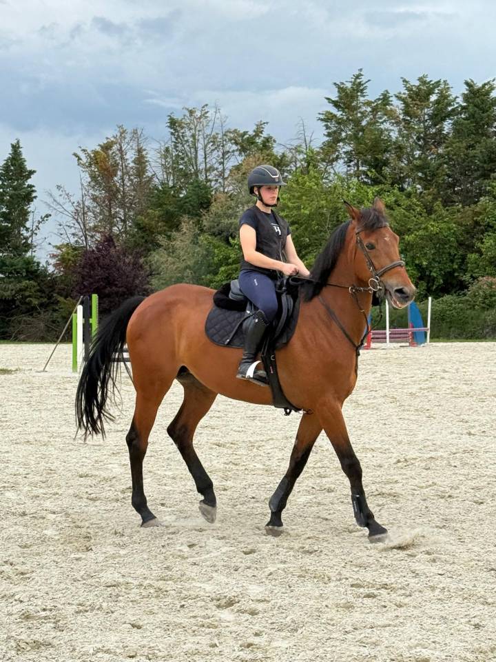 Yegua BWP Caballo de Sangre Belga En venta 2014 Bayo