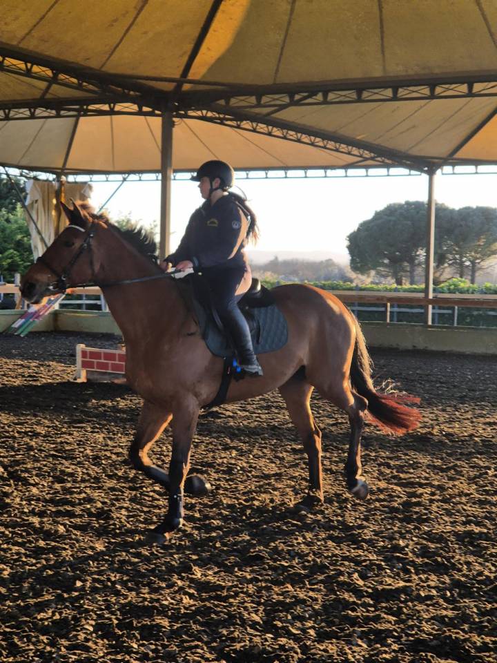 Yegua BWP Caballo de Sangre Belga En venta 2014 Bayo