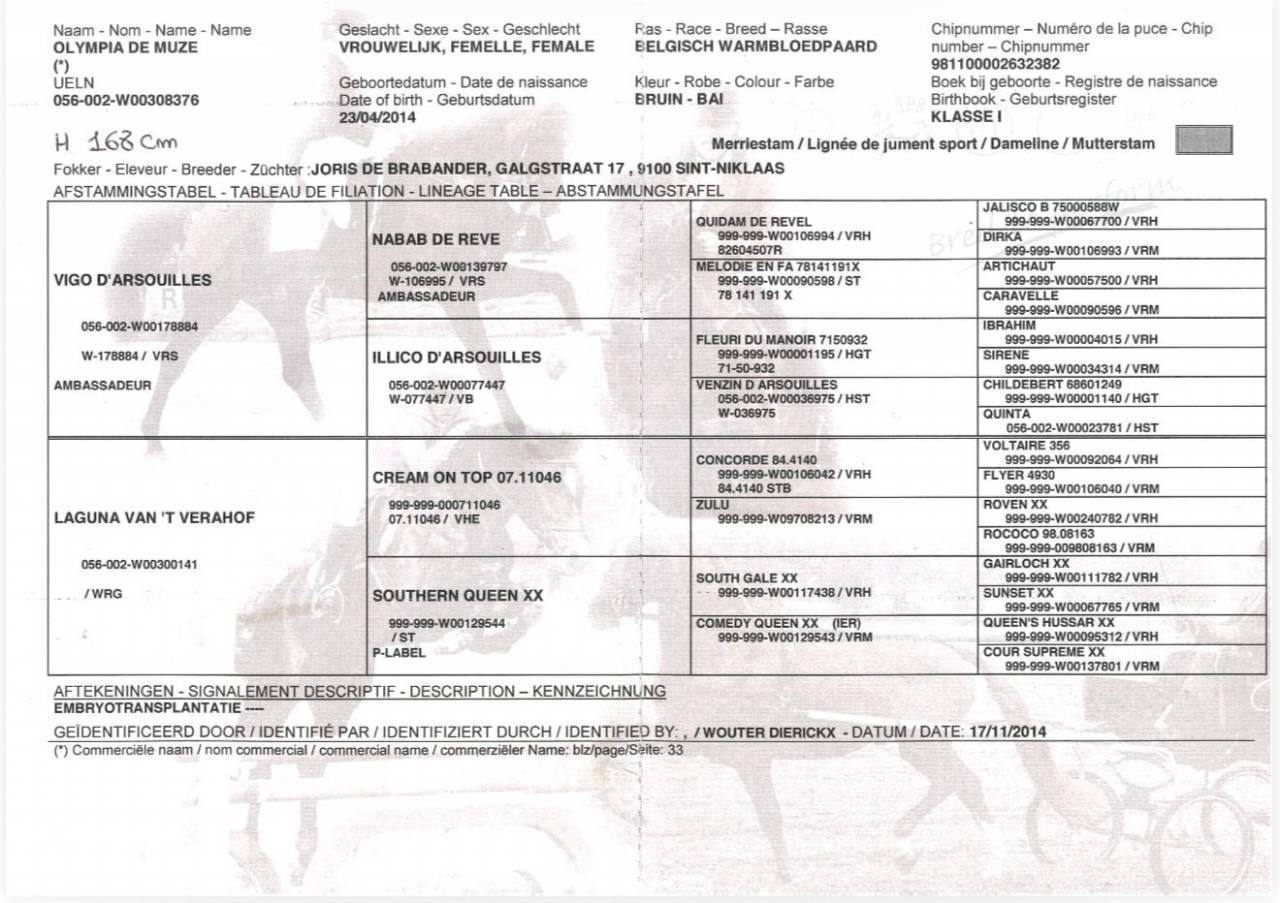 Yegua BWP Caballo de Sangre Belga En venta 2014 Bayo