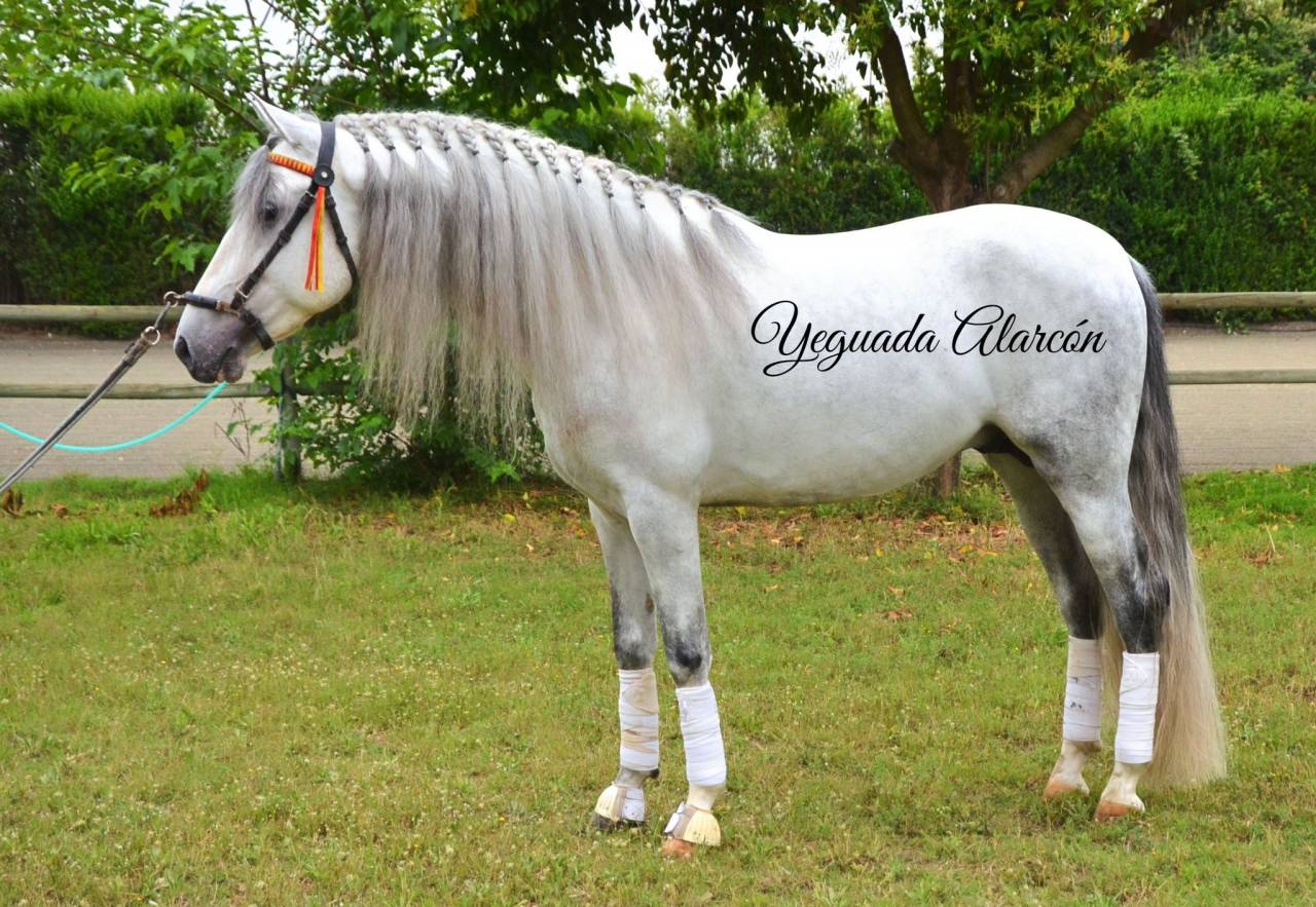 Caballo castrado PRE Pura Raza Espa&ntilde;ola En venta 2017 Tordo por Halagado Alarc&ograve;n