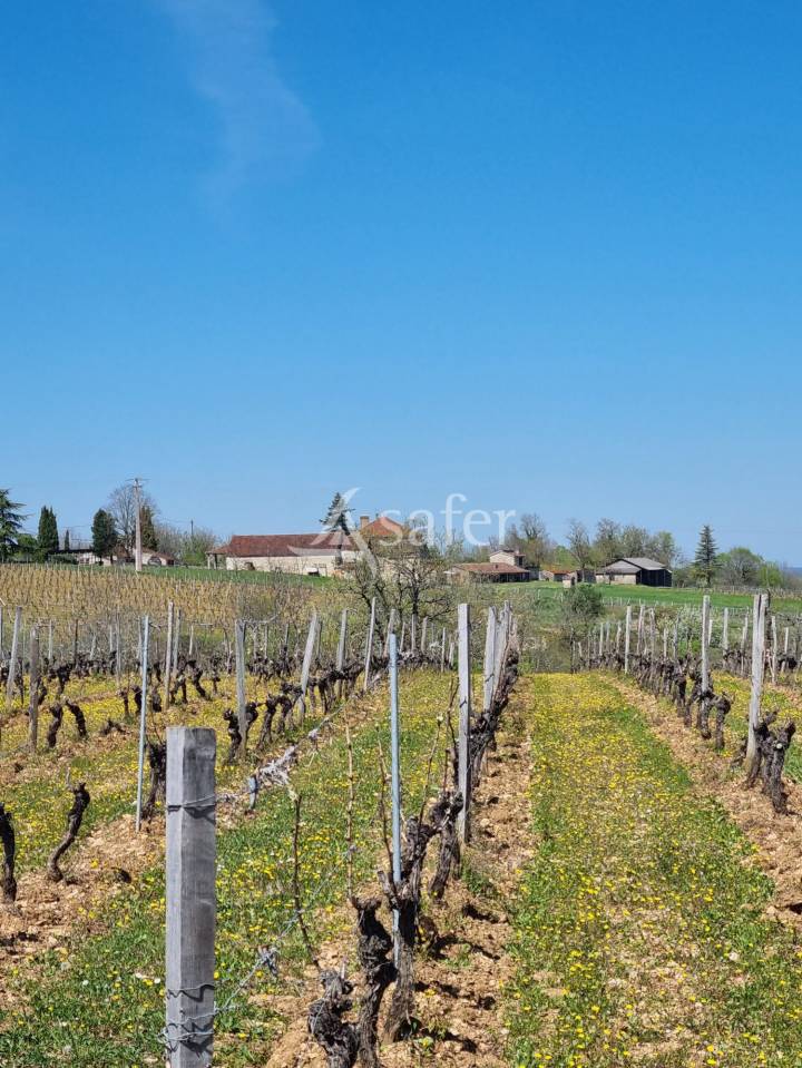 Explotaci&oacute;n vit&iacute;cola / Vi&ntilde;edo En venta Lot