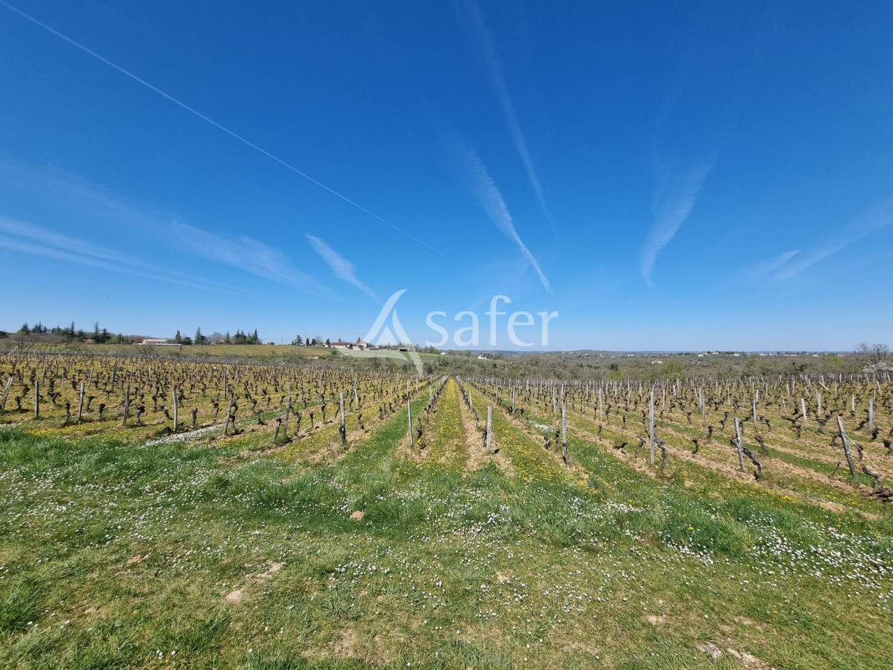 Explotaci&oacute;n vit&iacute;cola / Vi&ntilde;edo En venta Lot