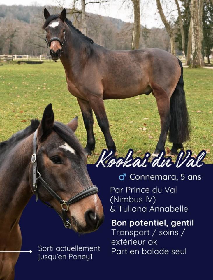 Caballo castrado Connemara En venta 2020 Bayo por PRINCE DU VAL