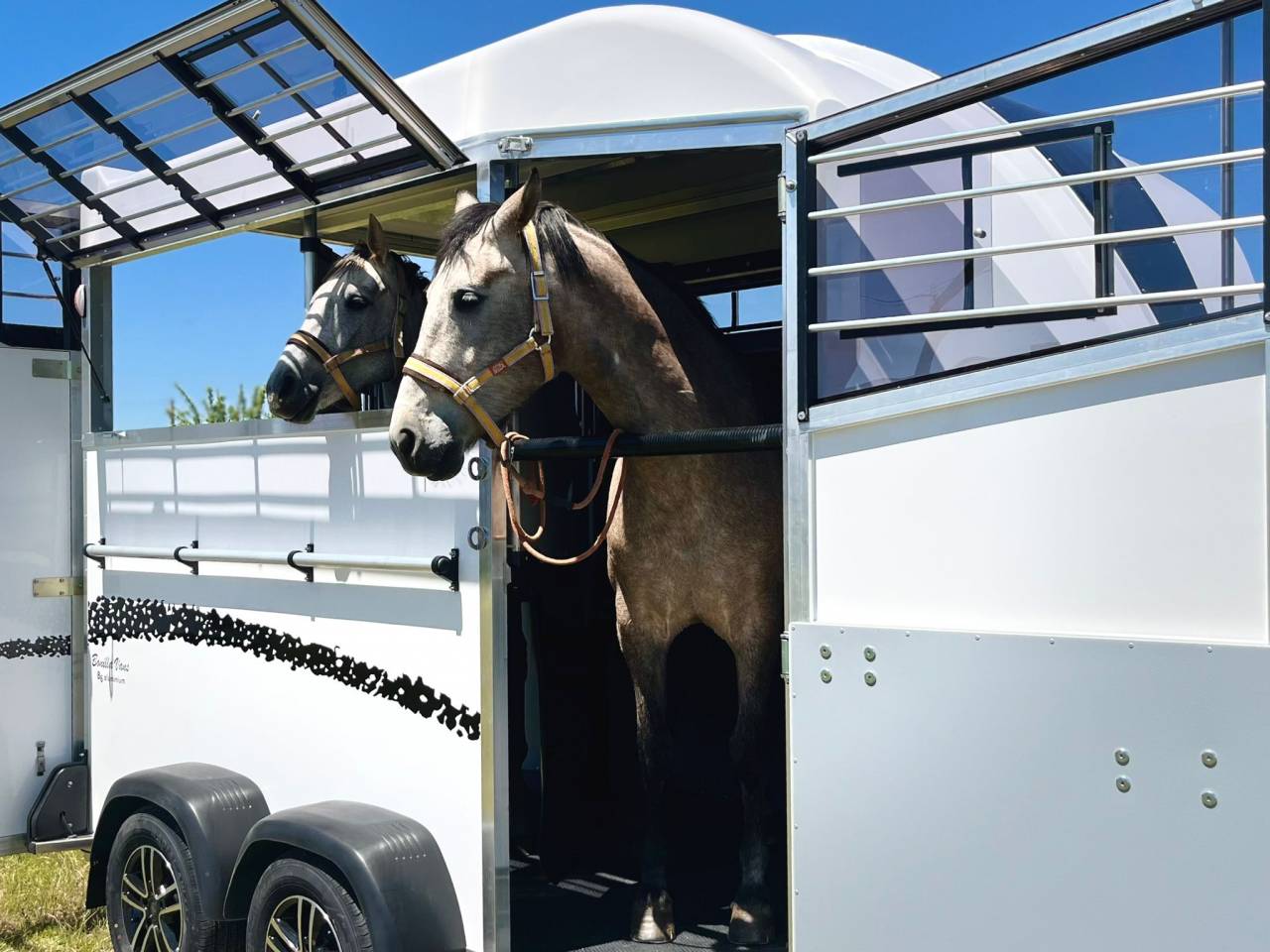 Van caballos Bonilla B6 Diagonal 2 2 Caballos 2026 Nuevo