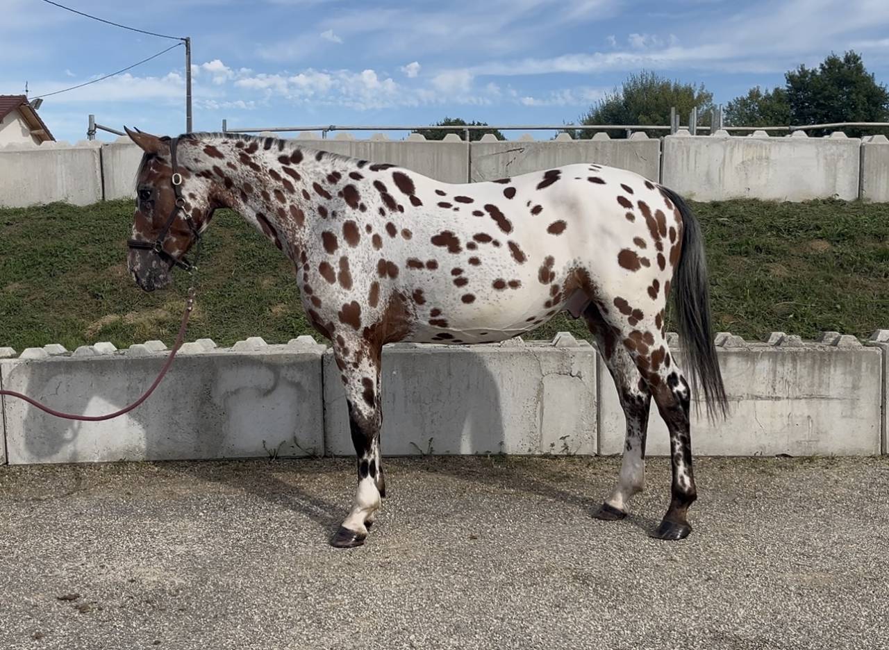 Caballo castrado AES Anglo European Studbook En venta 2022 Appaloosa