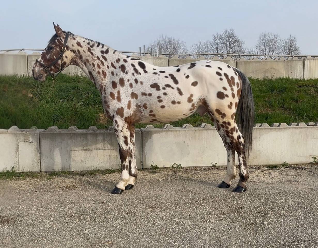 Caballo castrado AES Anglo European Studbook En venta 2022 Appaloosa