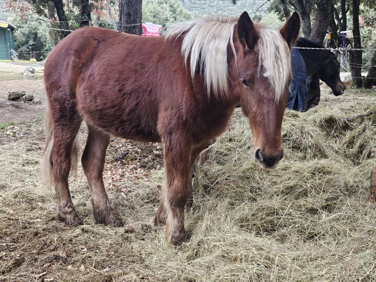Yegua Origen No Constatado En venta 2024 Alaz&aacute;n