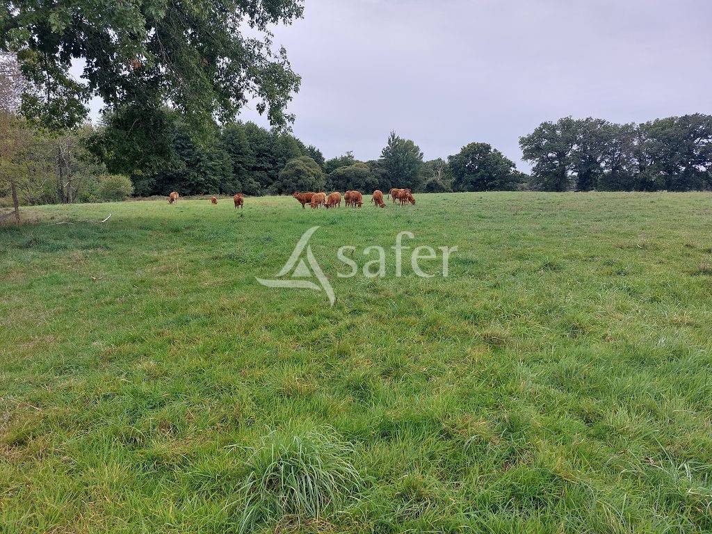 Explotaci&oacute;n ovina En venta Alto Vienne