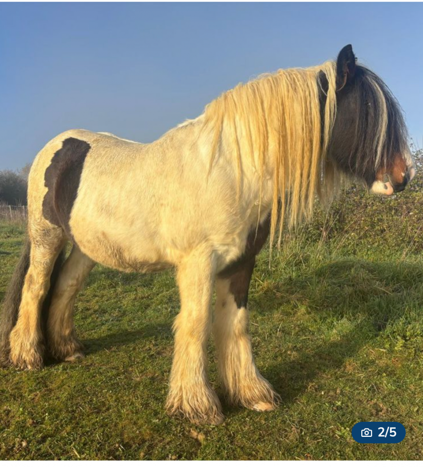 Caballo castrado Cob Irland&eacute;s En venta 2018 P&iacute;o por Riffle des boisets