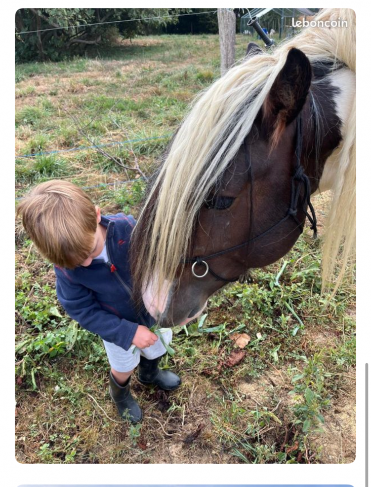 Caballo castrado Cob Irland&eacute;s En venta 2018 P&iacute;o por Riffle des boisets