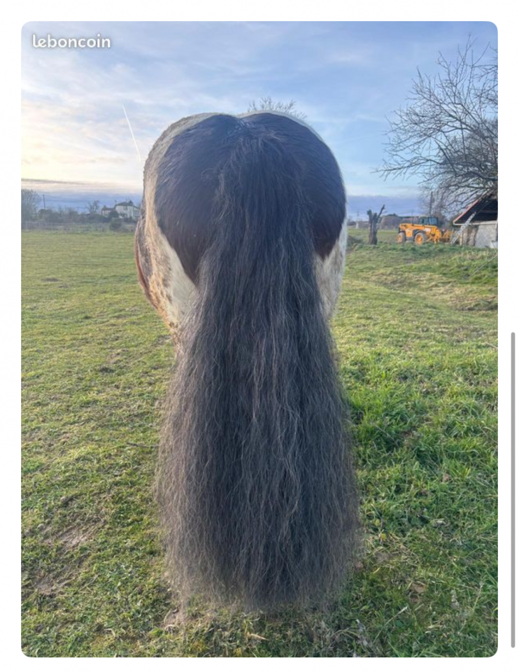 Caballo castrado Cob Irland&eacute;s En venta 2018 P&iacute;o por Riffle des boisets