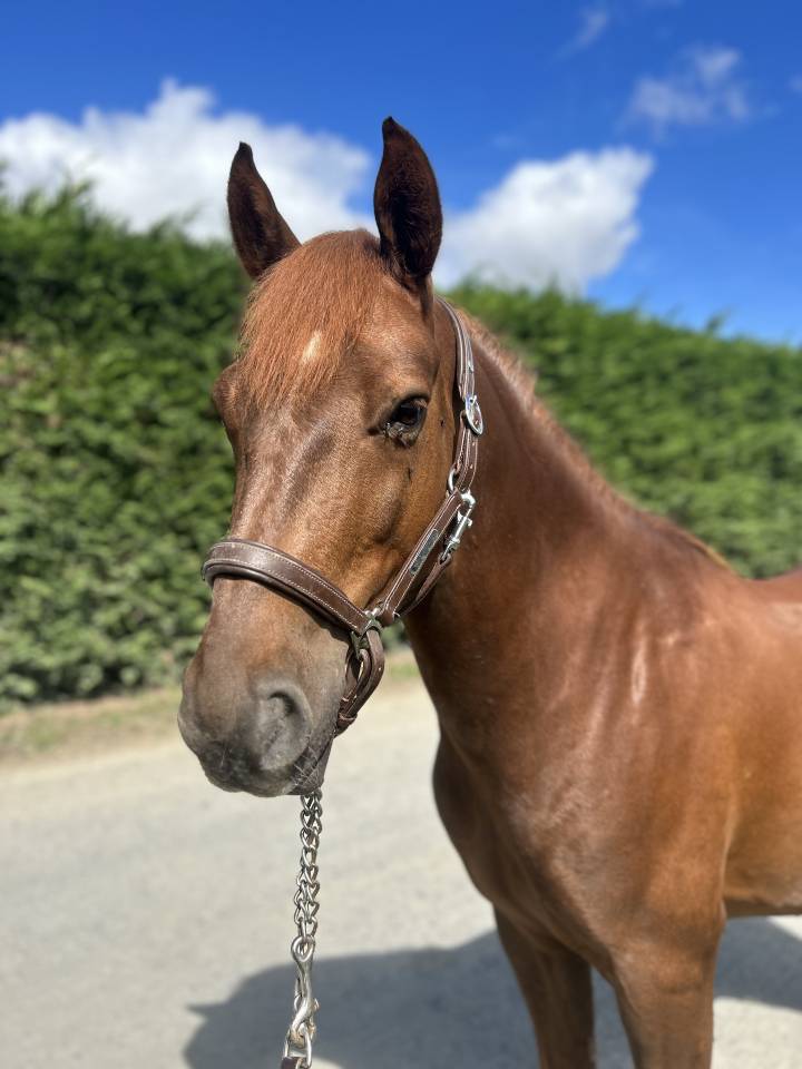 Caballo castrado PFS Poni Fran&ccedil;&eacute;s de Silla En venta 2019 Alaz&aacute;n tostado por Bamby de la tour