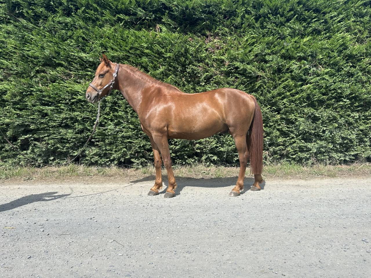 Caballo castrado PFS Poni Fran&ccedil;&eacute;s de Silla En venta 2019 Alaz&aacute;n tostado por Bamby de la tour