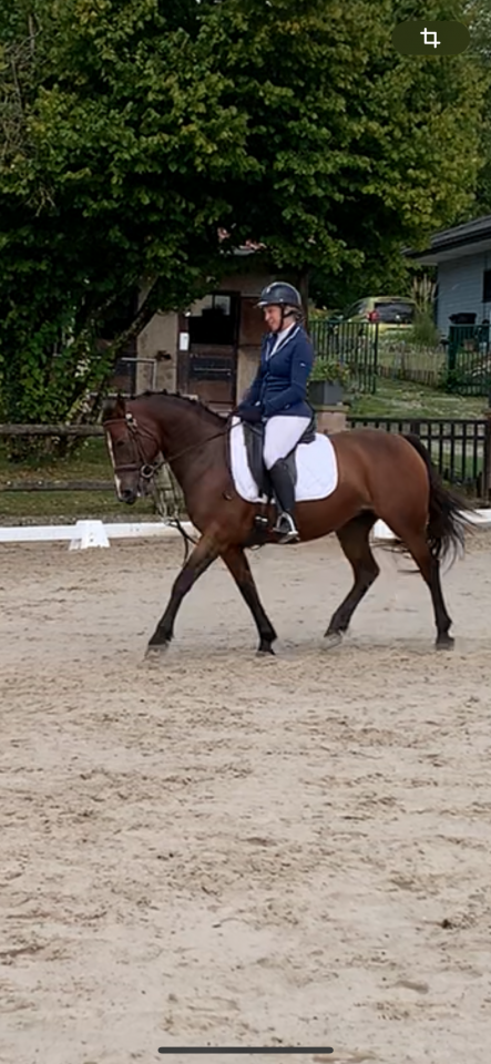 Yegua PFS Poni Fran&ccedil;&eacute;s de Silla En venta 2019 Bayo por Vertigo de Ch&acirc;telain