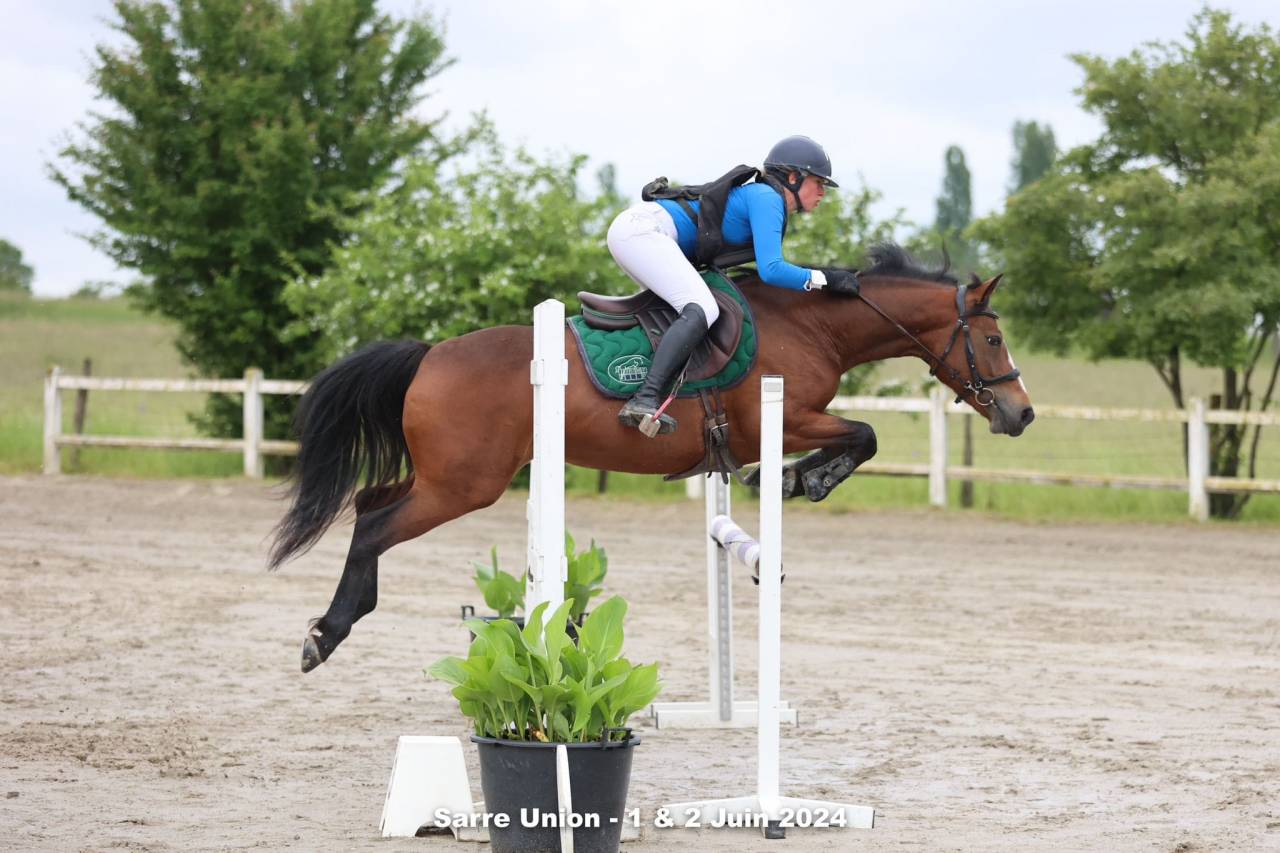 Yegua PFS Poni Fran&ccedil;&eacute;s de Silla En venta 2019 Bayo por Vertigo de Ch&acirc;telain