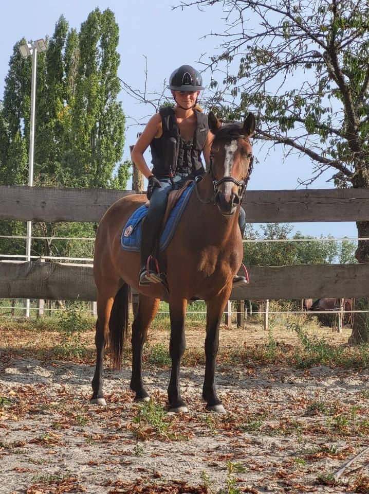 Yegua PFS Poni Fran&ccedil;&eacute;s de Silla En venta 2019 Bayo por Vertigo de Ch&acirc;telain