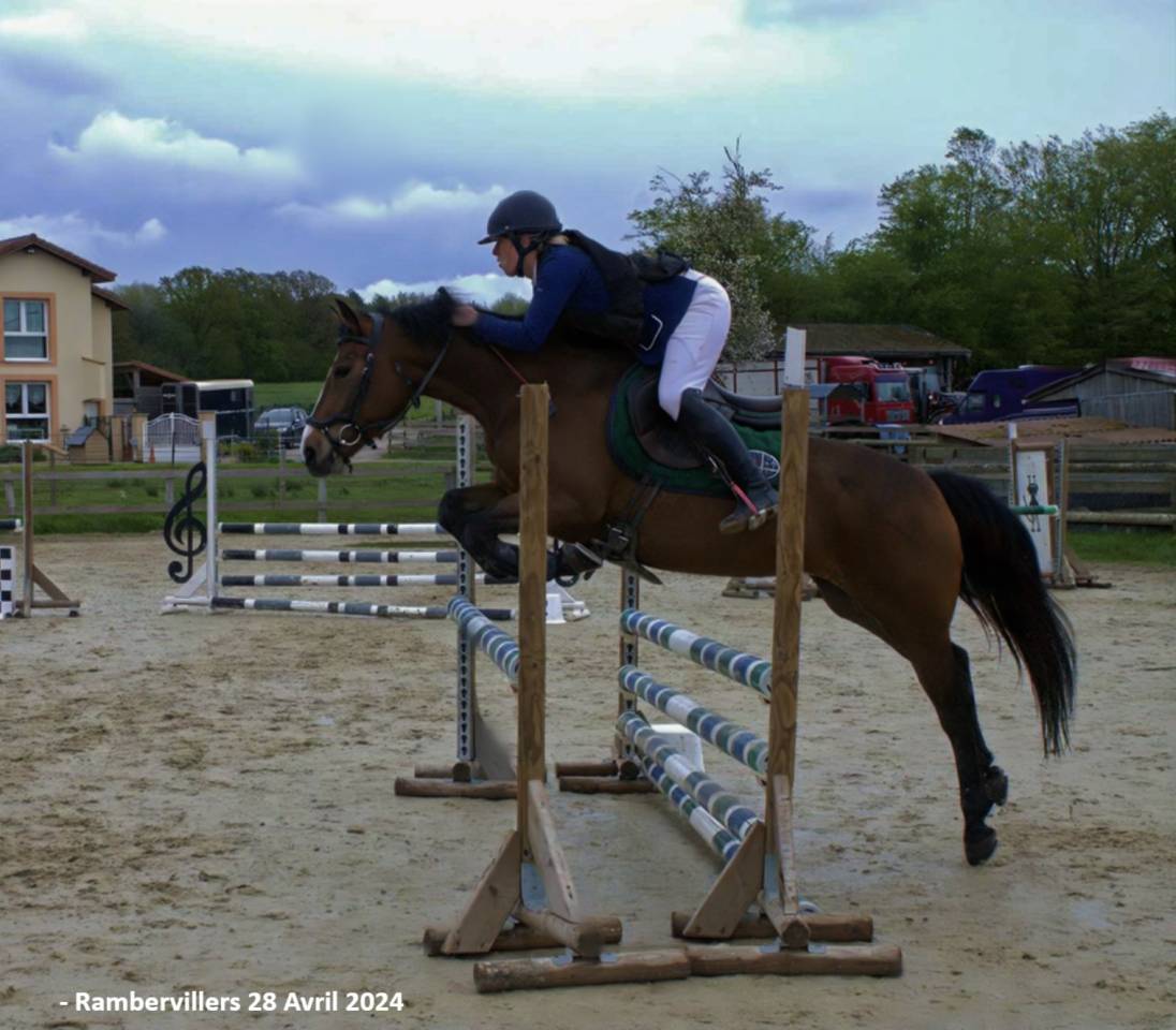 Yegua PFS Poni Fran&ccedil;&eacute;s de Silla En venta 2019 Bayo por Vertigo de Ch&acirc;telain