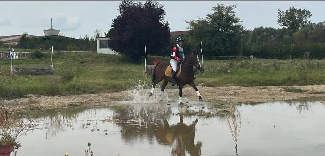 Yegua PFS Poni Fran&ccedil;&eacute;s de Silla En venta 2019 Bayo por Vertigo de Ch&acirc;telain