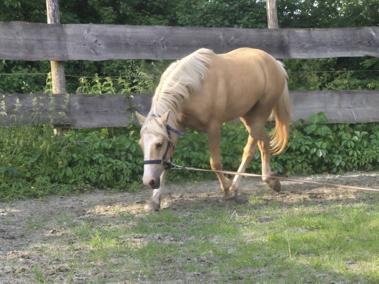 Caballo castrado PFS Poni Fran&ccedil;&eacute;s de Silla En venta 2022 Palomino por Vertigo de Ch&acirc;telain