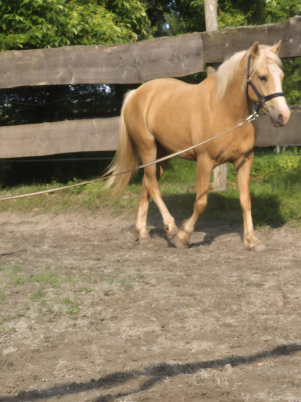Caballo castrado PFS Poni Fran&ccedil;&eacute;s de Silla En venta 2022 Palomino por Vertigo de Ch&acirc;telain